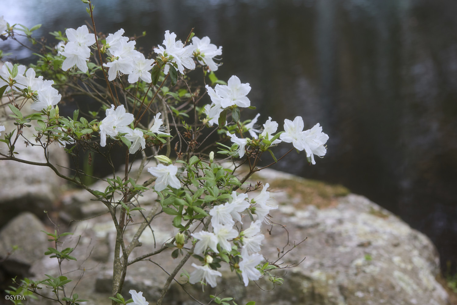 Nature Image
