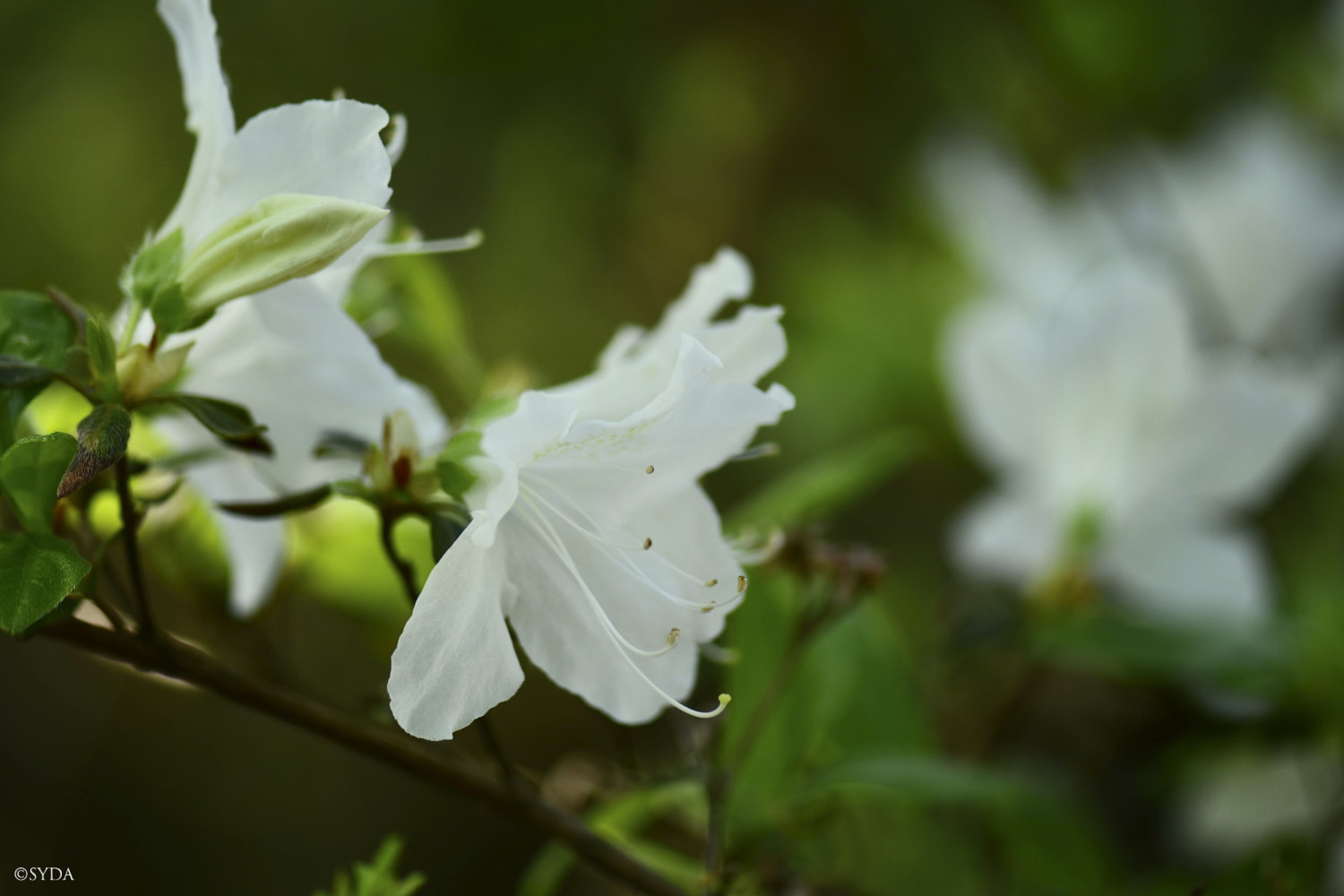 Nature Image