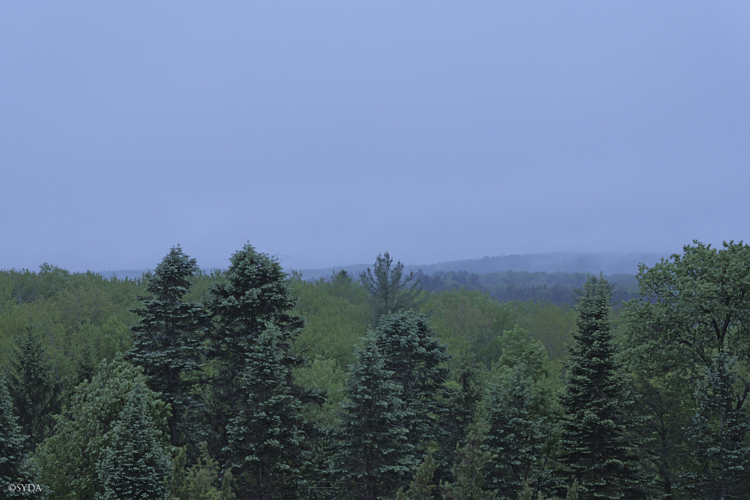 Nature Image