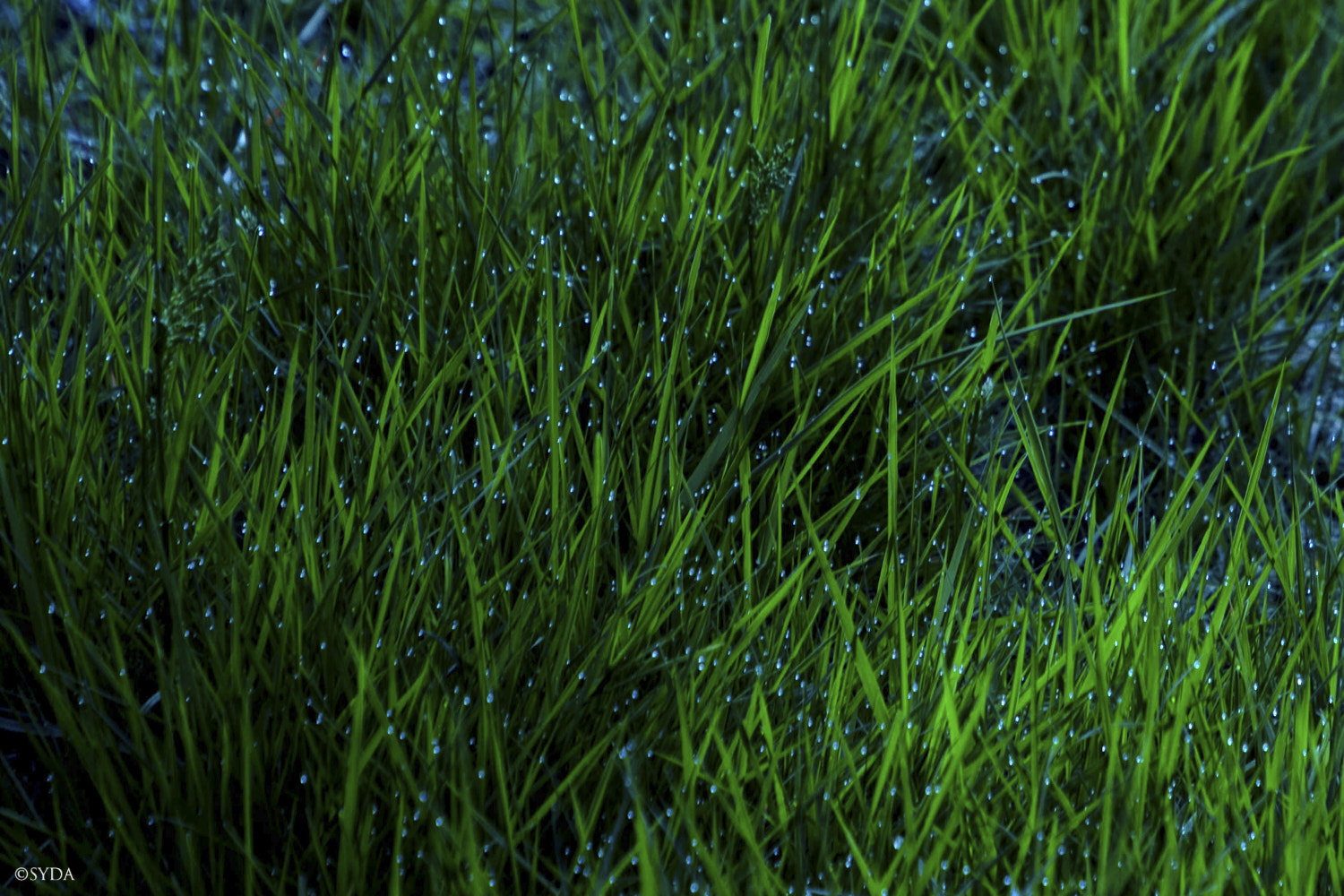 Nature Image