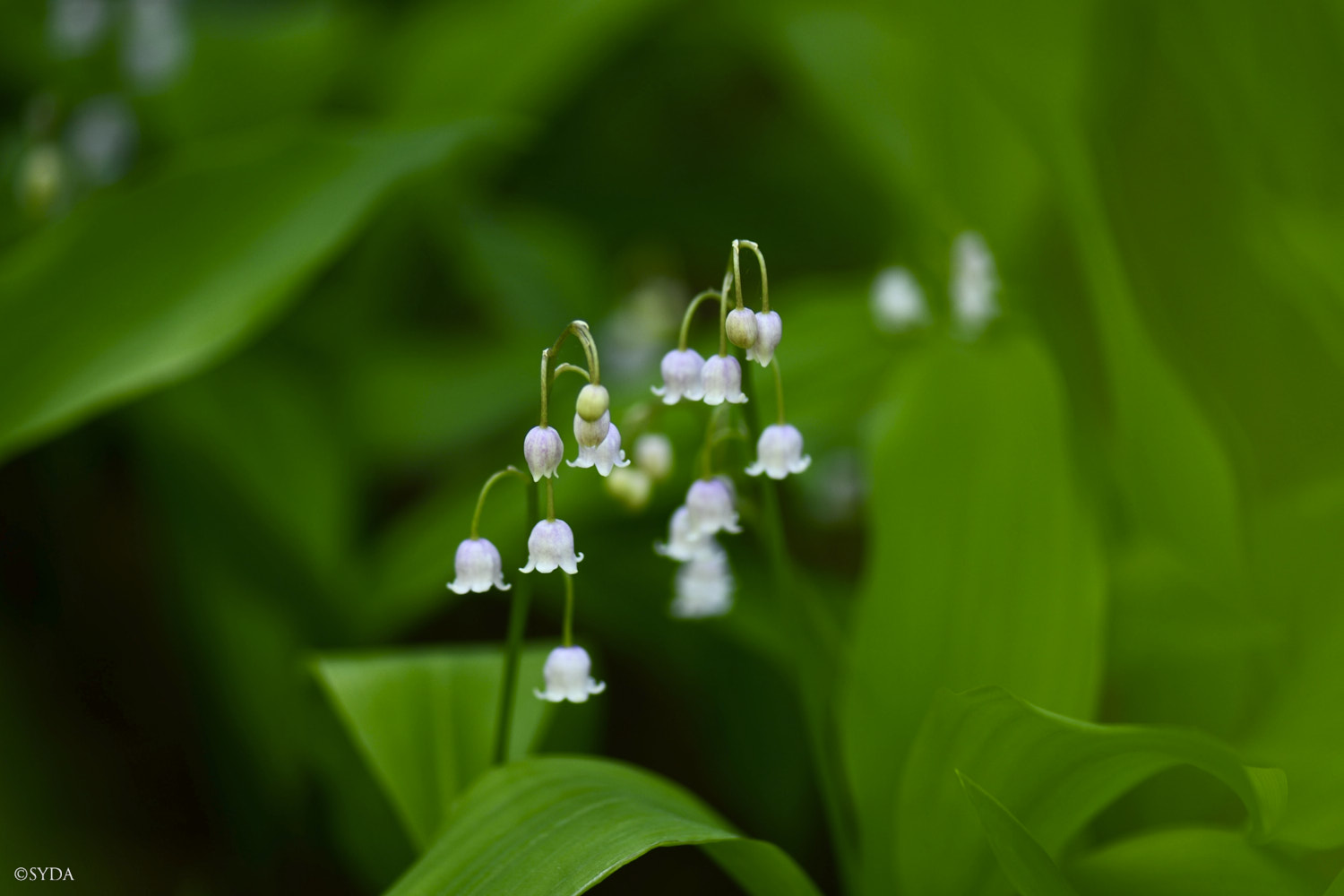 Nature Image