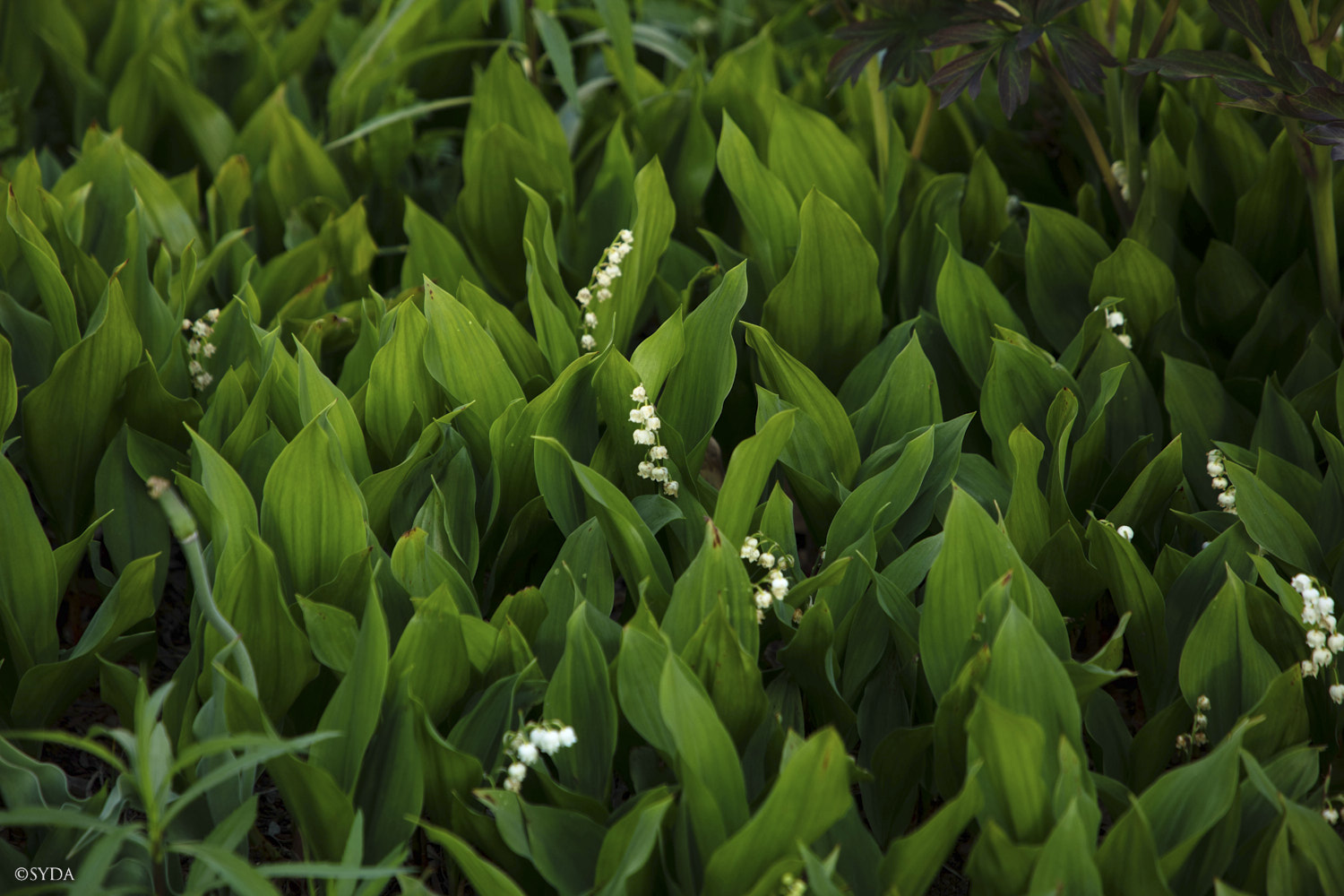 Nature Image