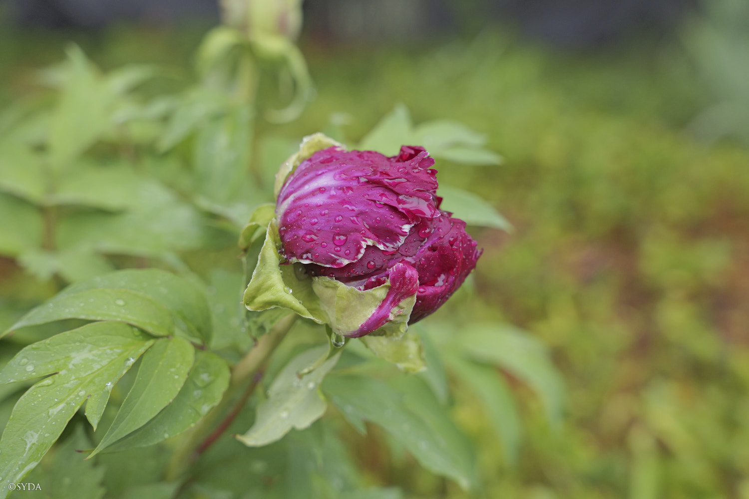 Nature Image