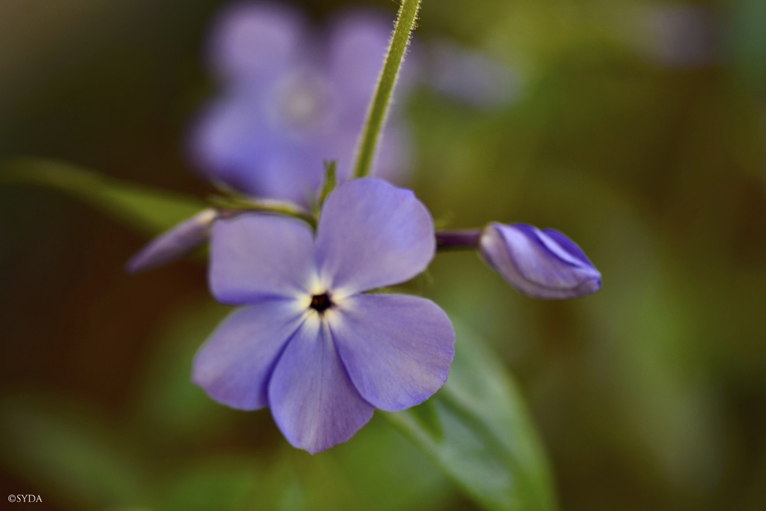 Nature Image