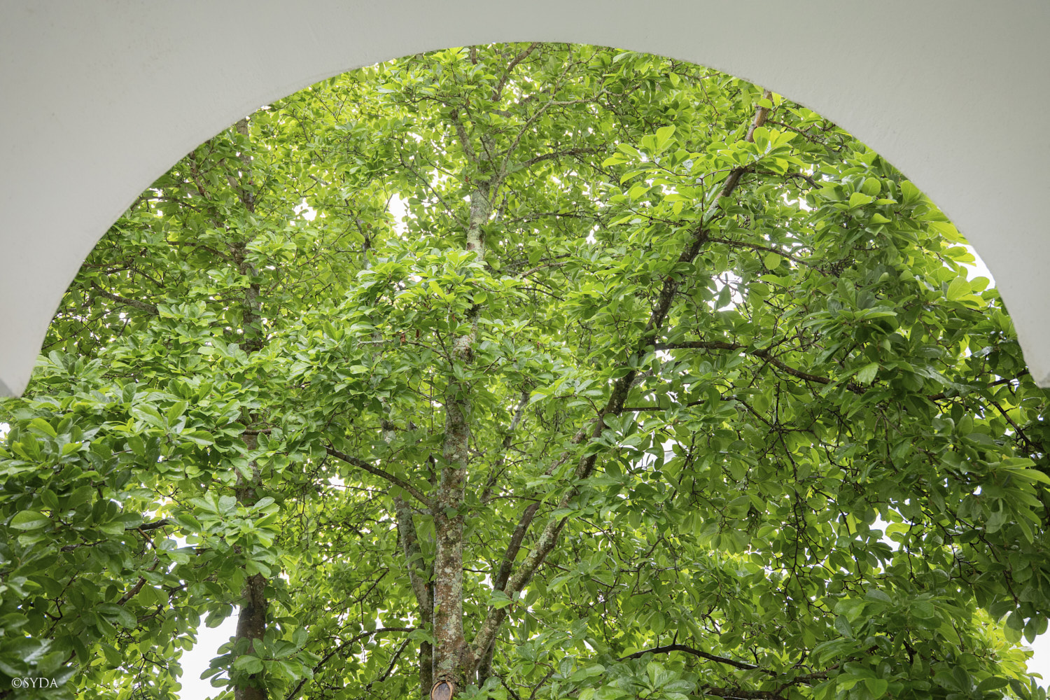 Nature Image