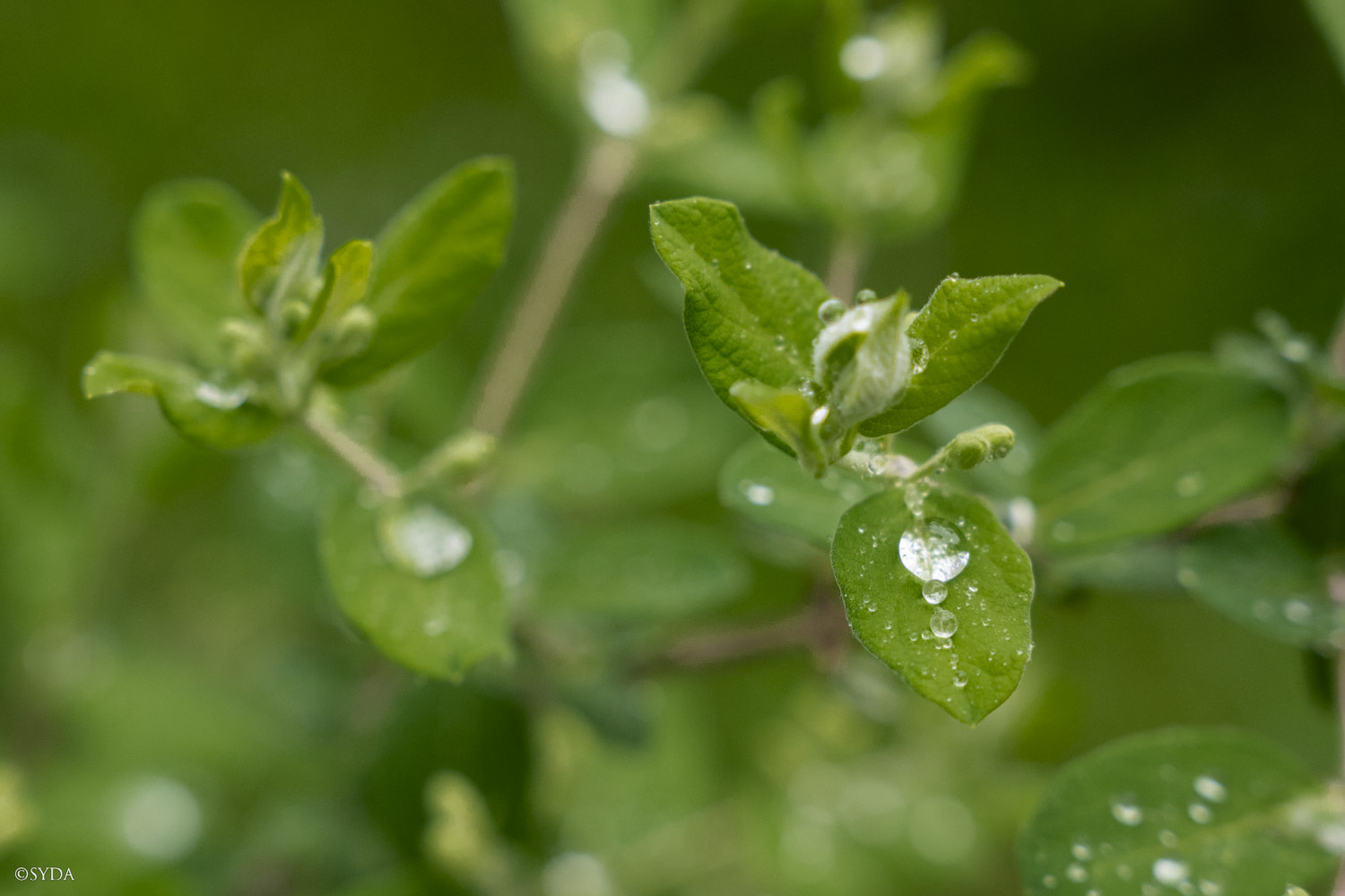 Nature Image