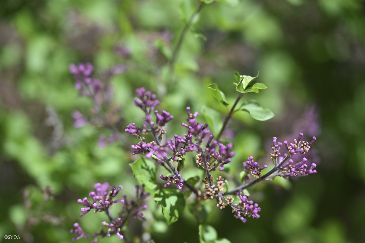Nature Image