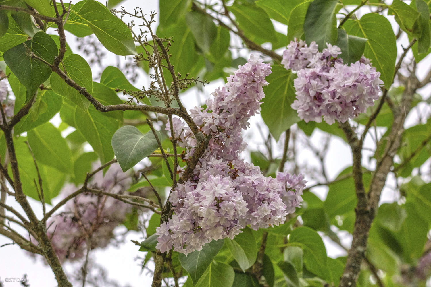 Nature Image