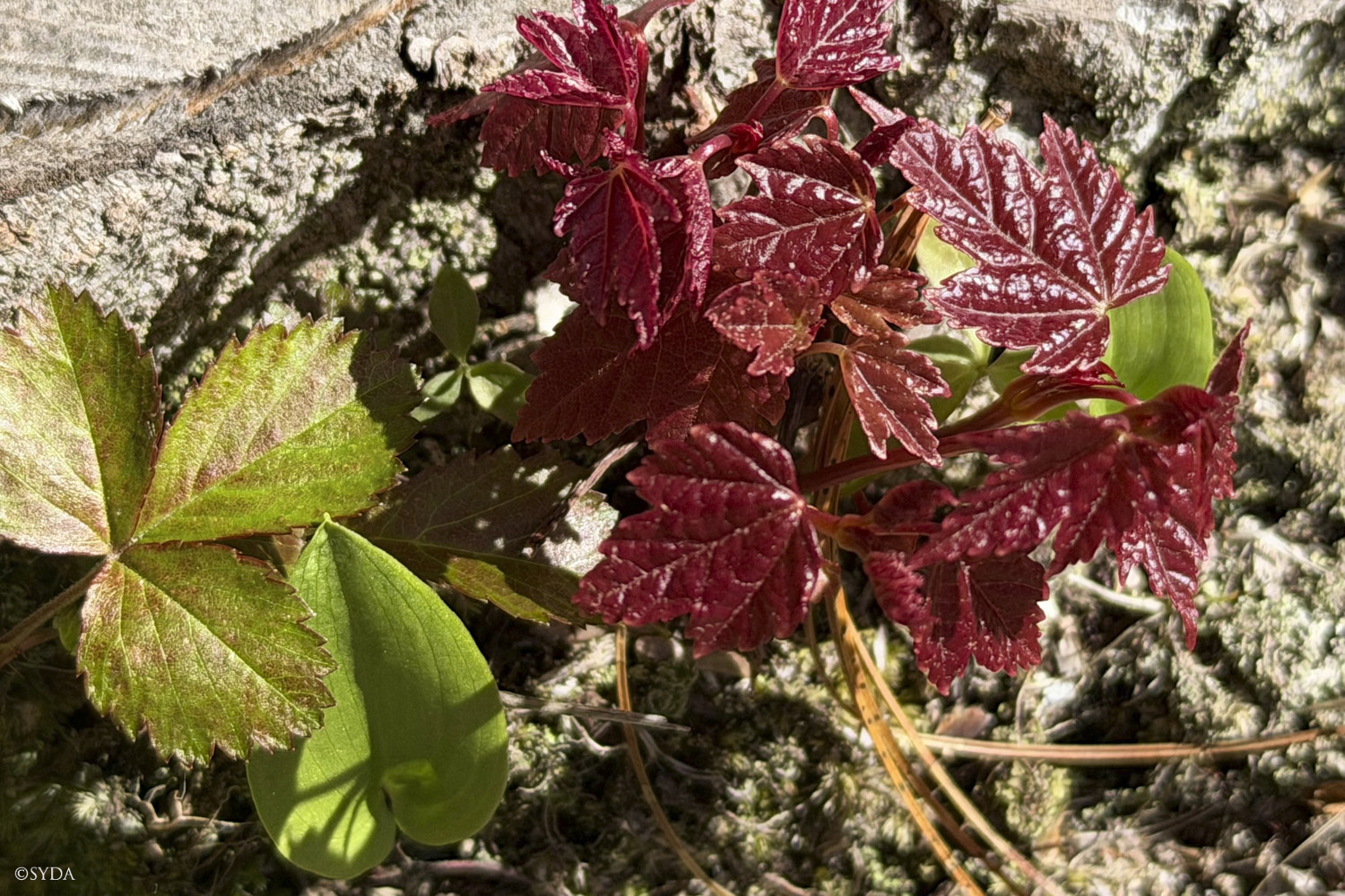 Nature Image