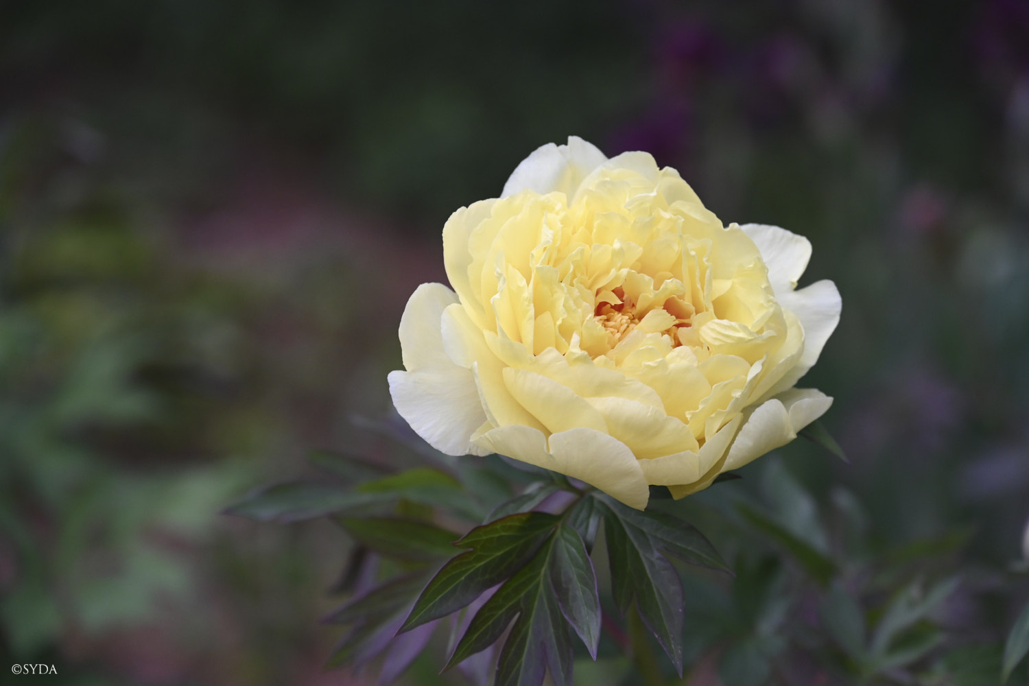 Nature Image