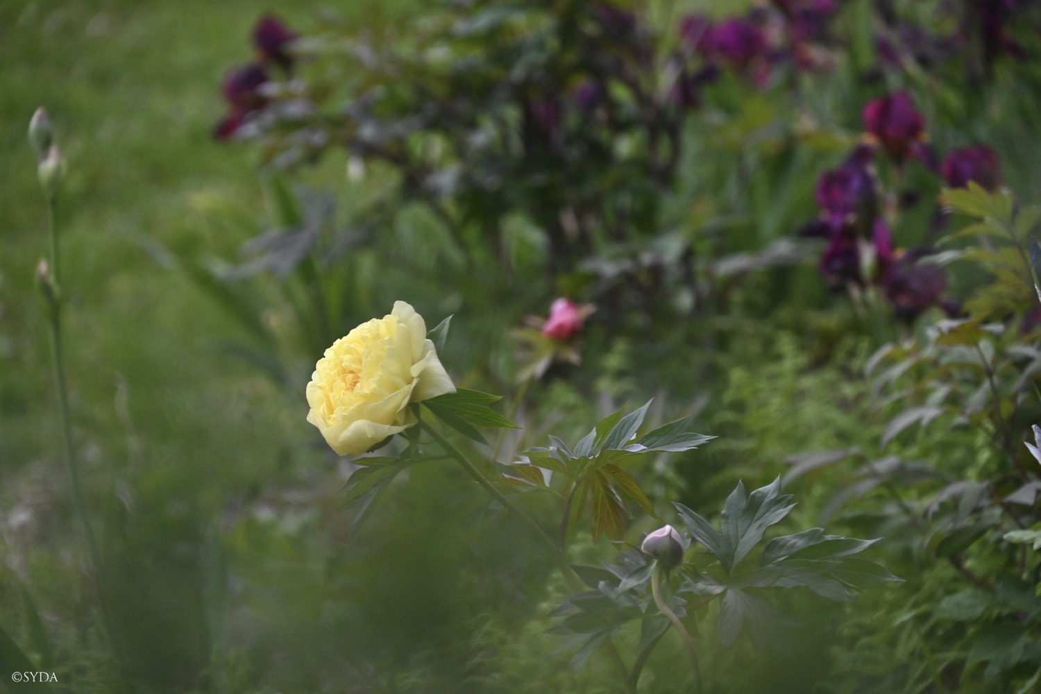 Nature Image