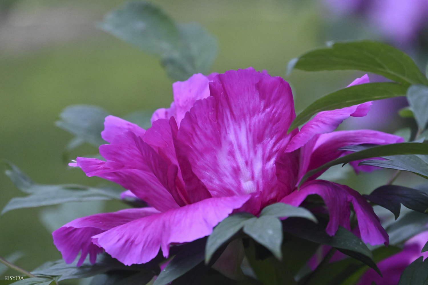 Nature Image
