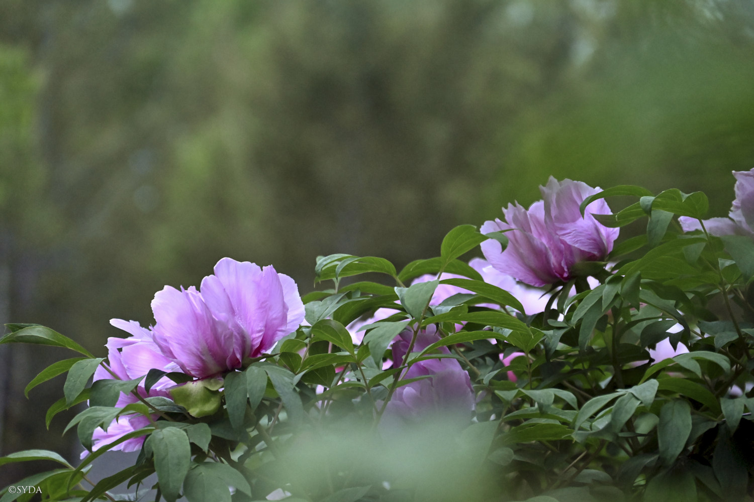 Nature Image