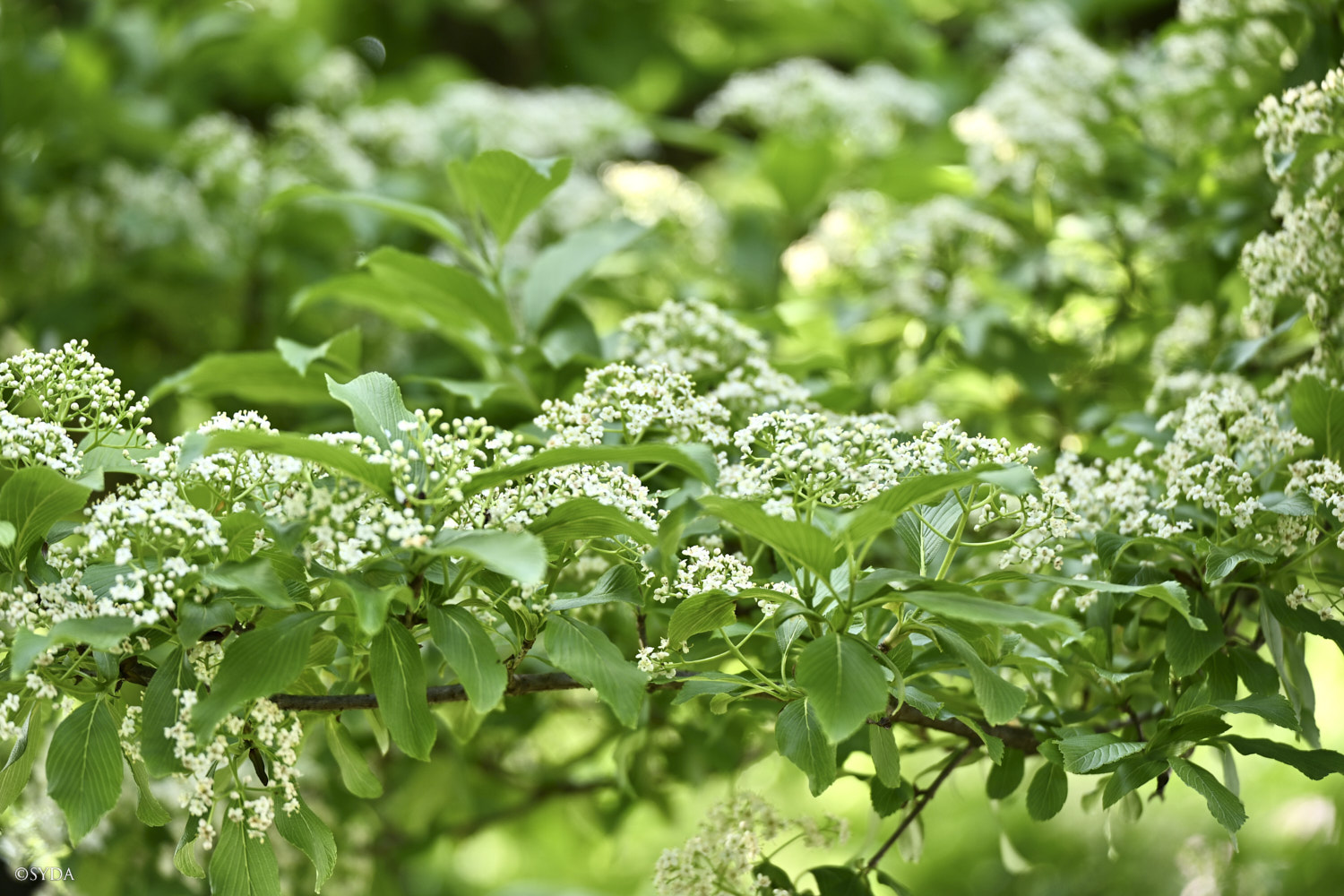 Nature Image