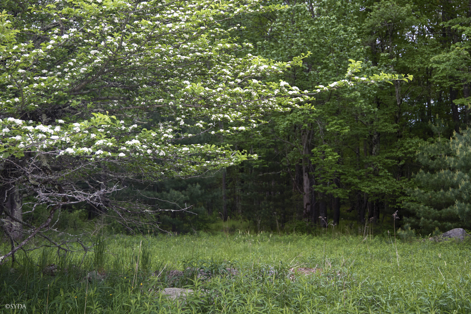 Nature Image
