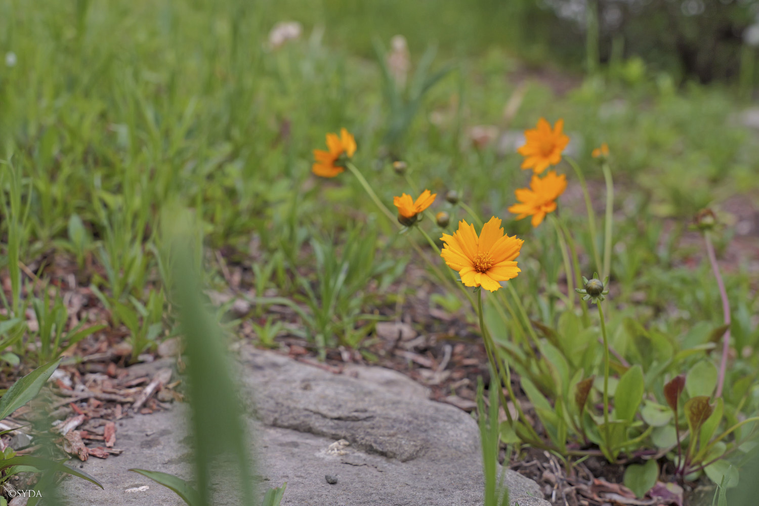 Nature Image