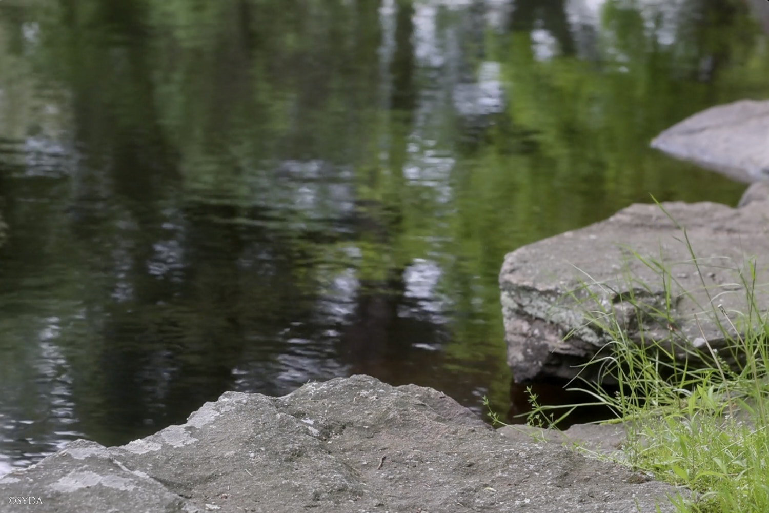 Nature Image