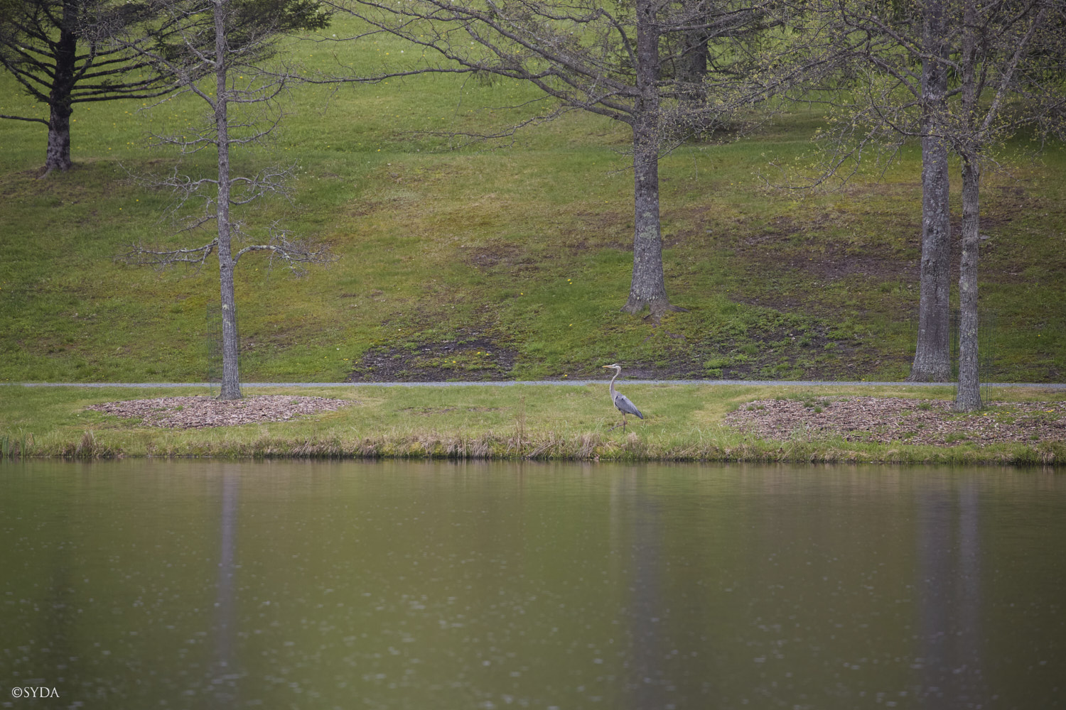 Nature Image