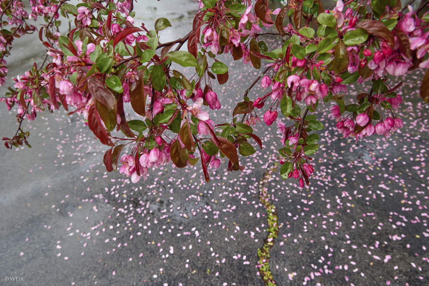 Nature Image