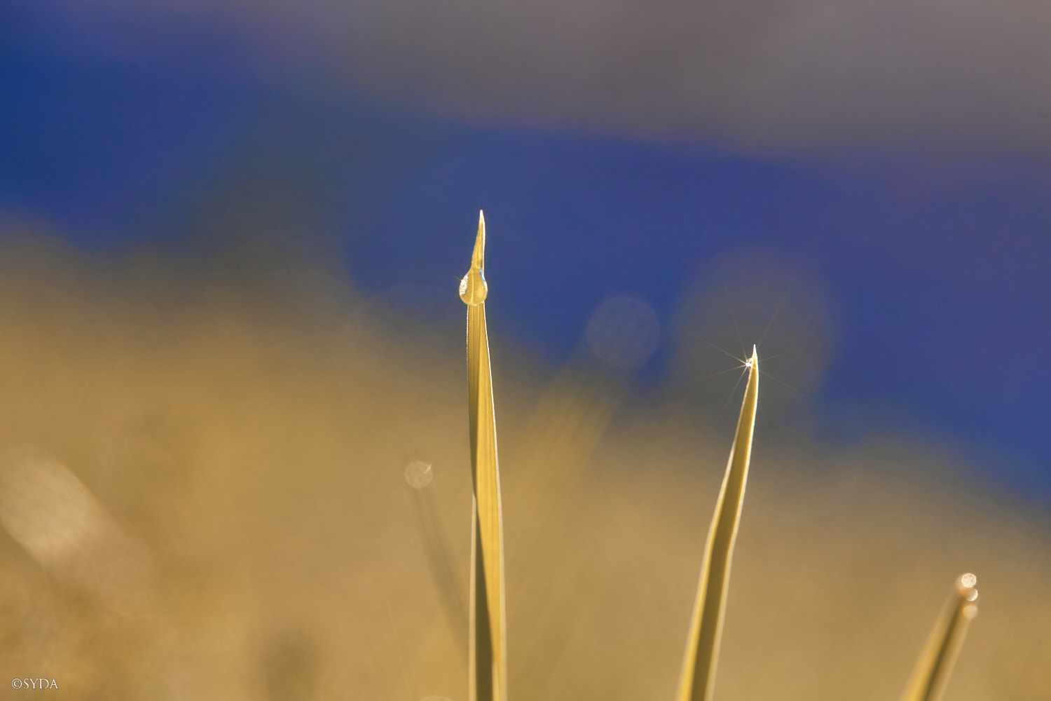 Nature Image
