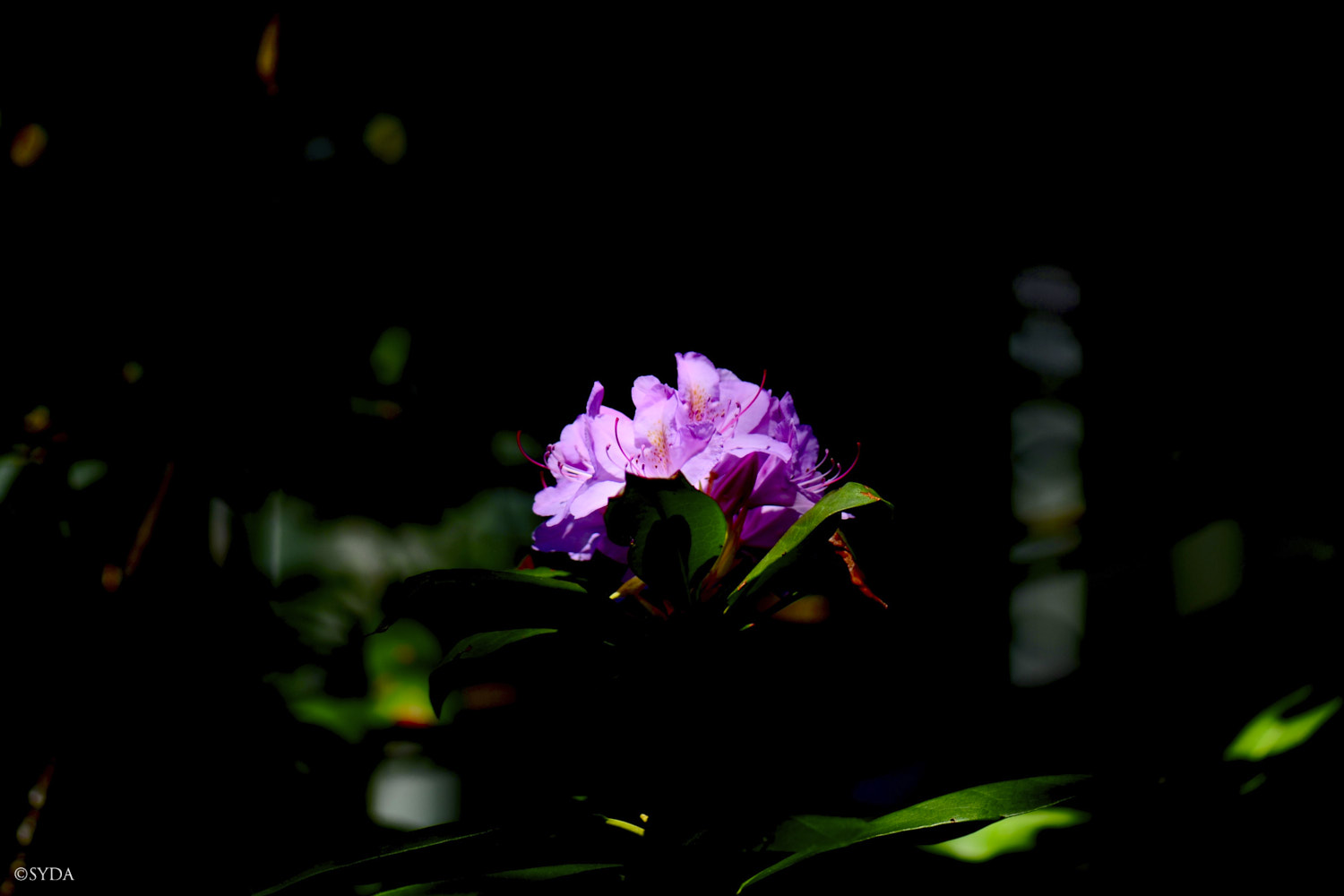 Nature Image