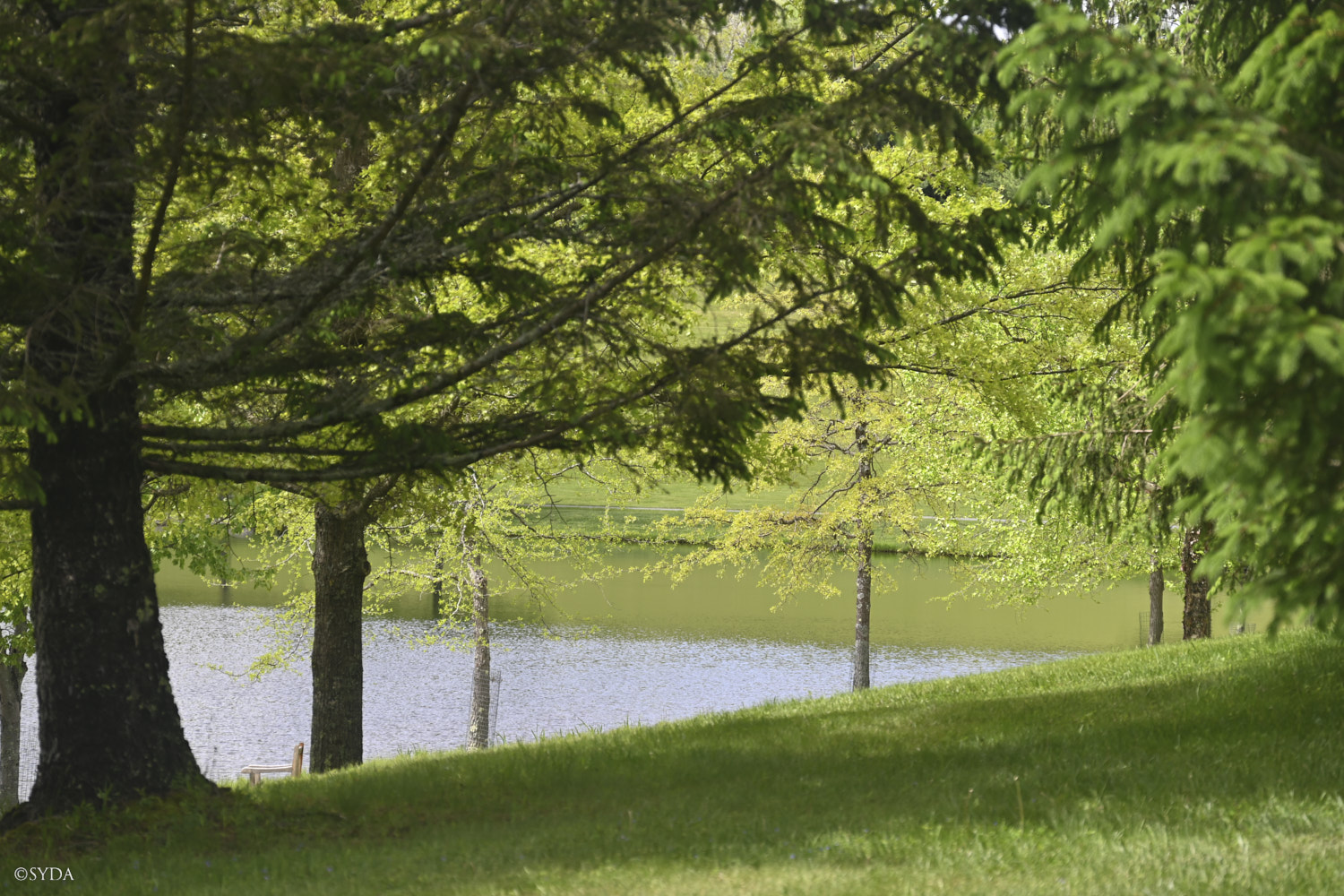 Nature Image
