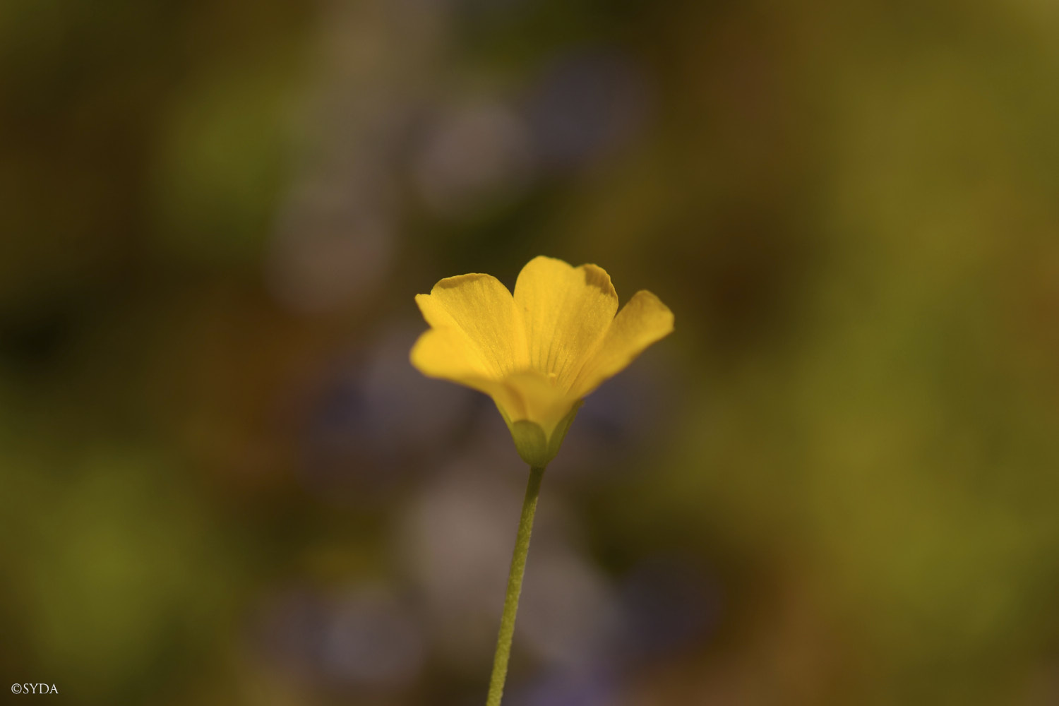Nature Image