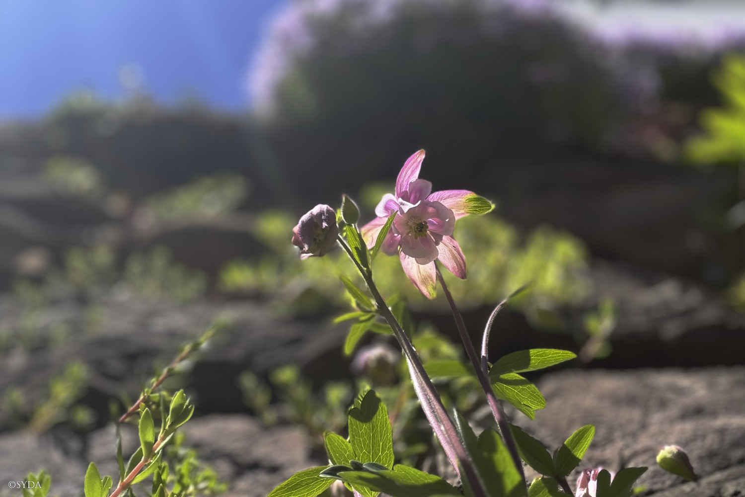 Nature Image