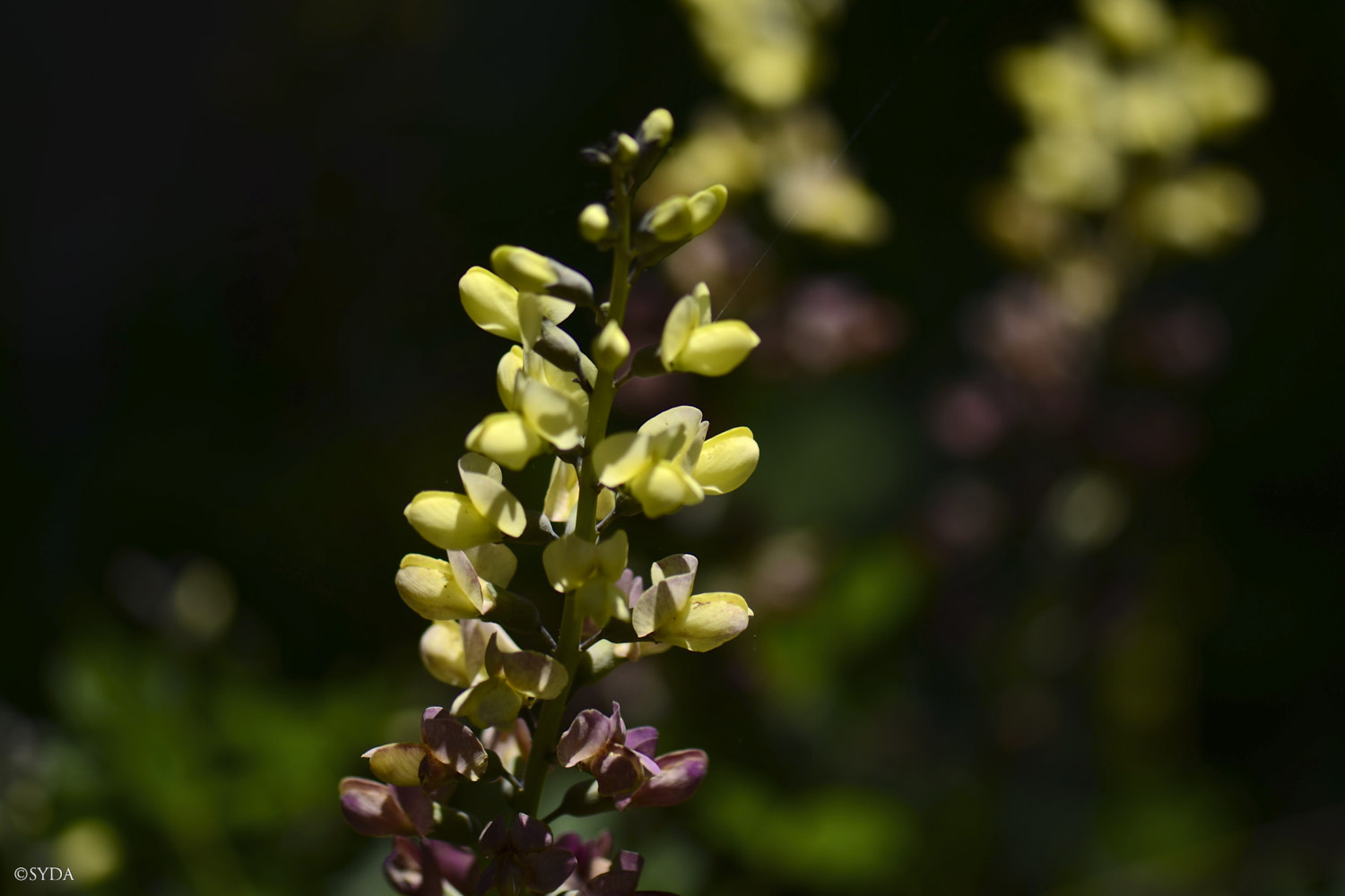 Nature Image