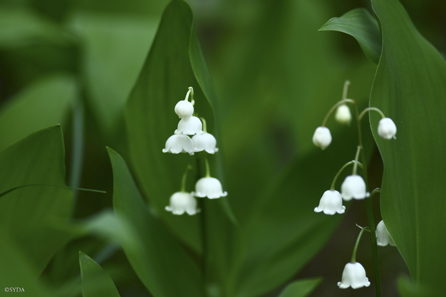 Nature Image