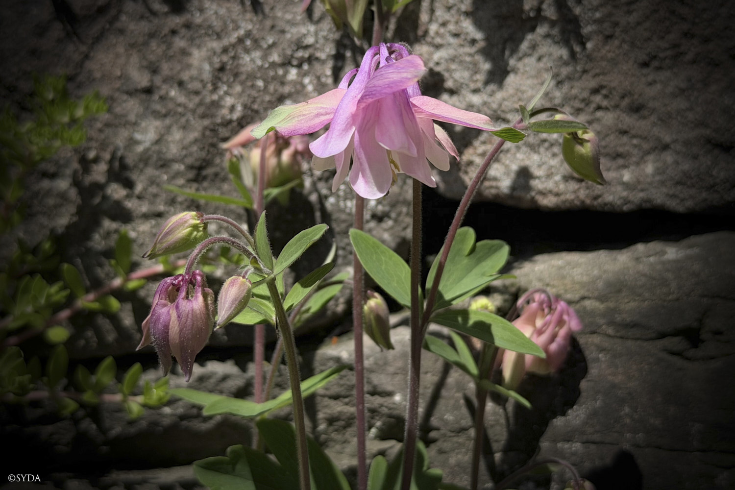 Nature Image
