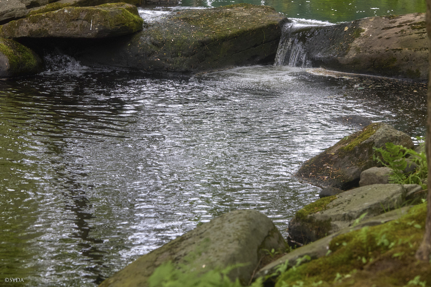 Nature Image