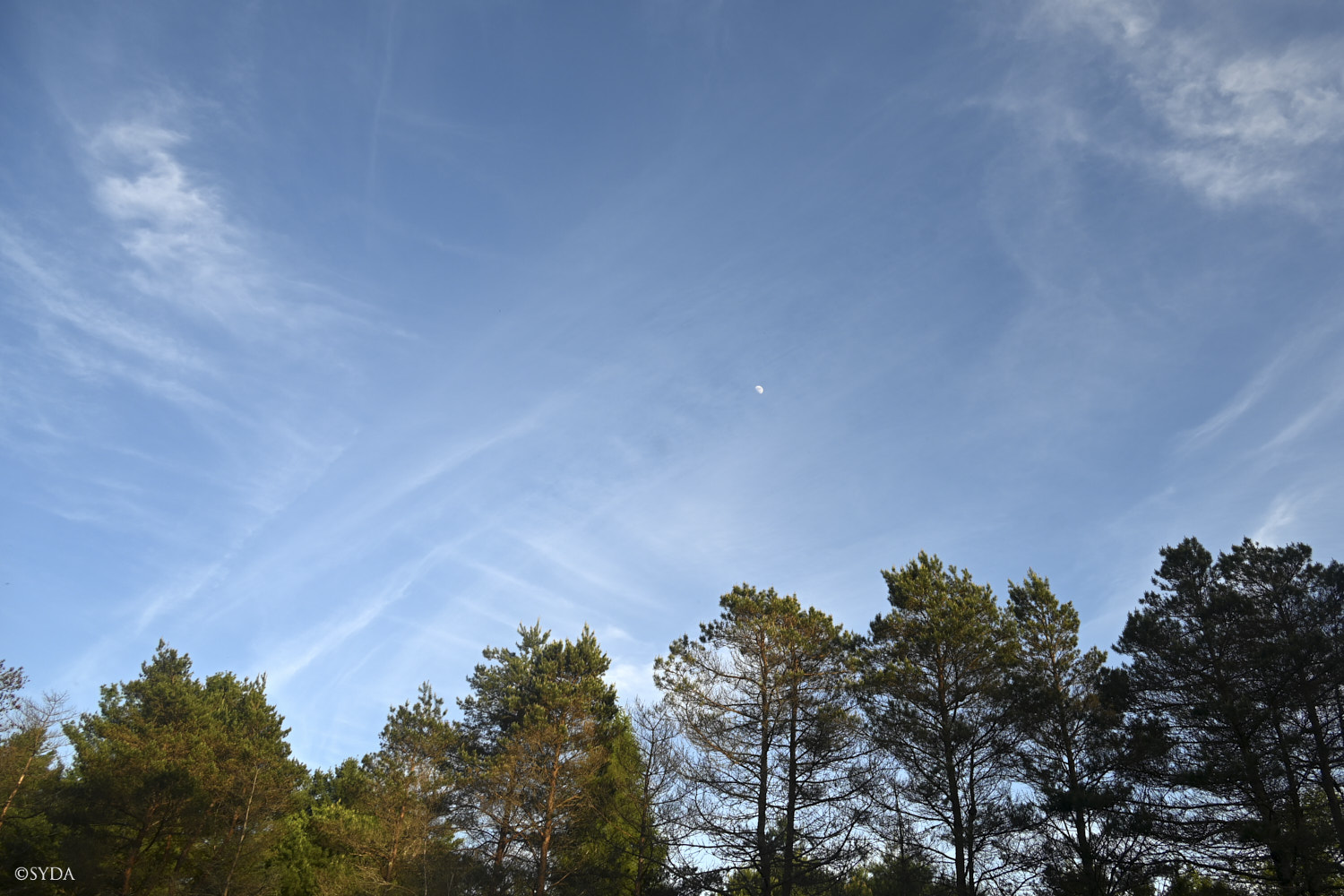 Nature Image