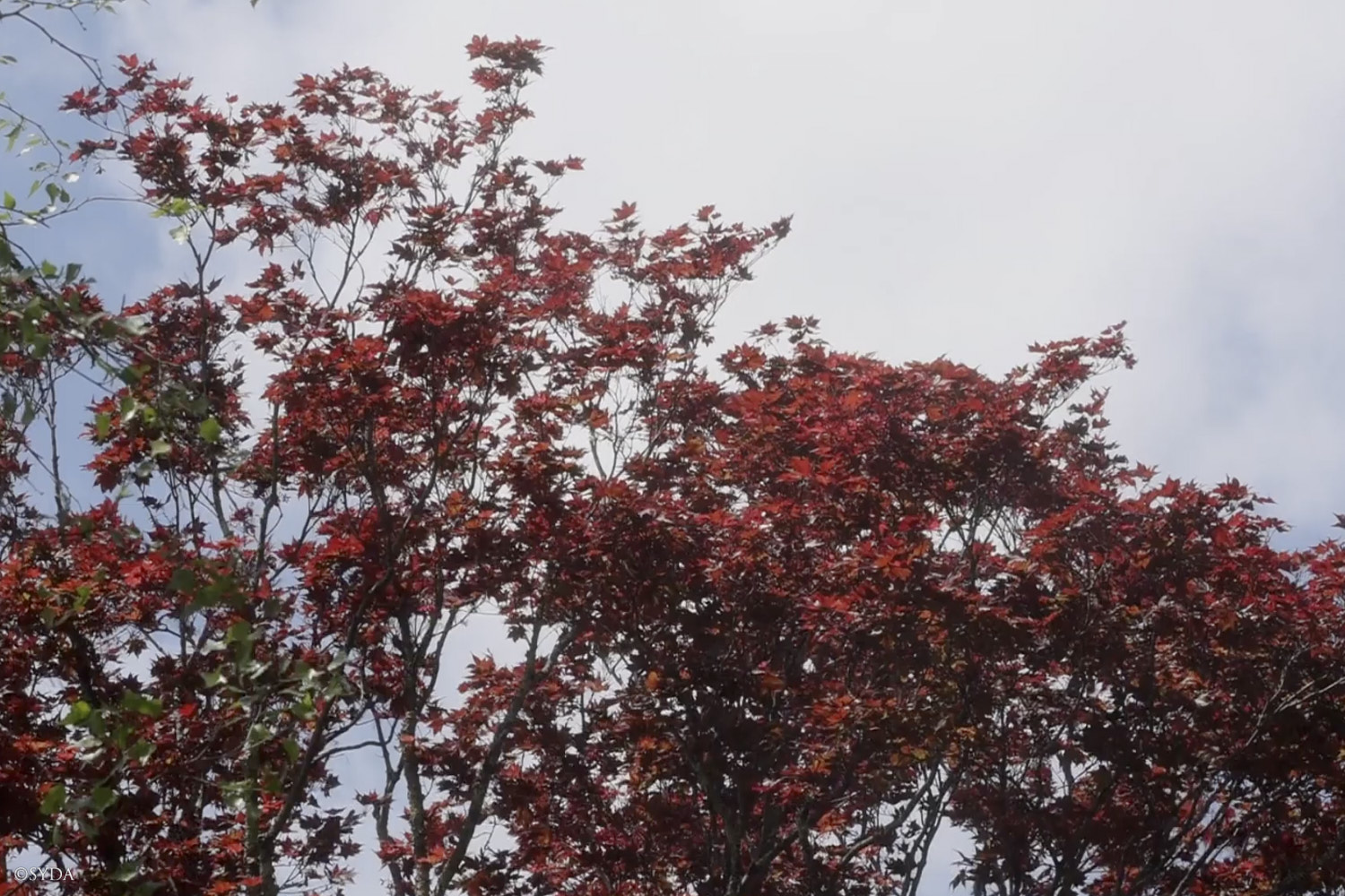 Nature Image