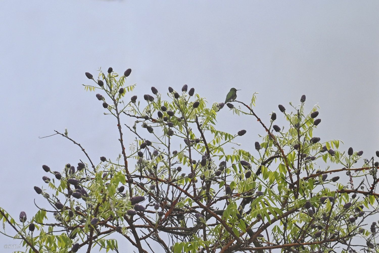 Nature Image