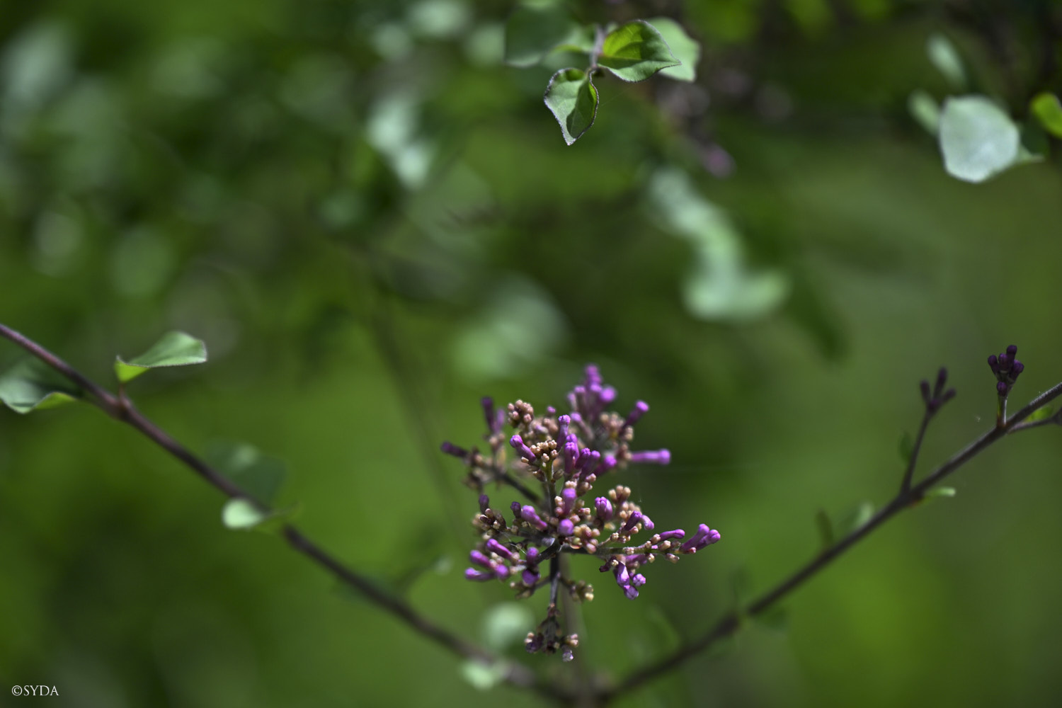 Nature Image