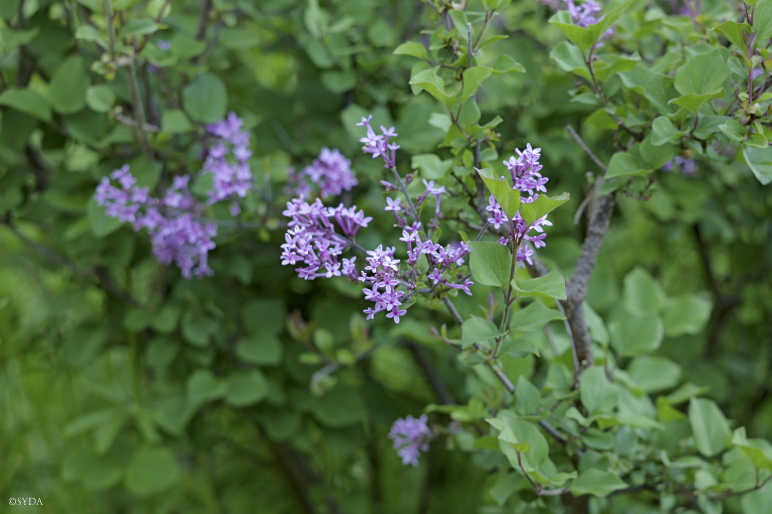 Nature Image