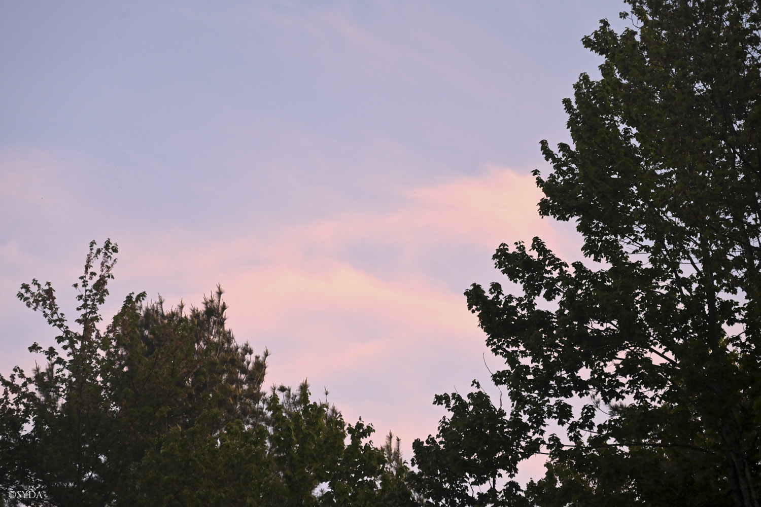 Nature Image