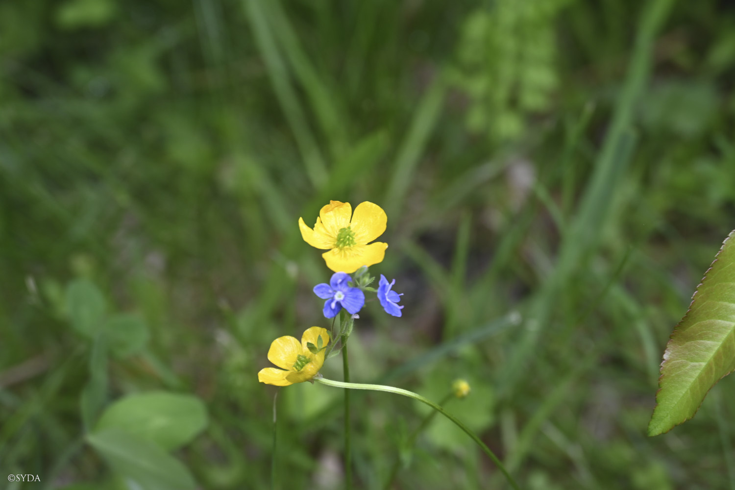 Nature Image
