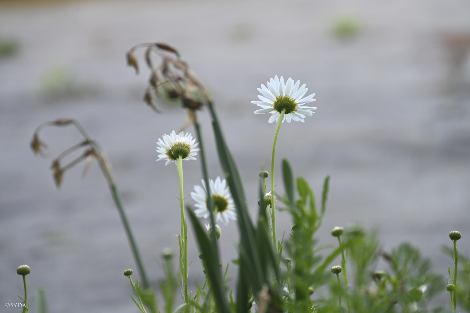 Nature Image