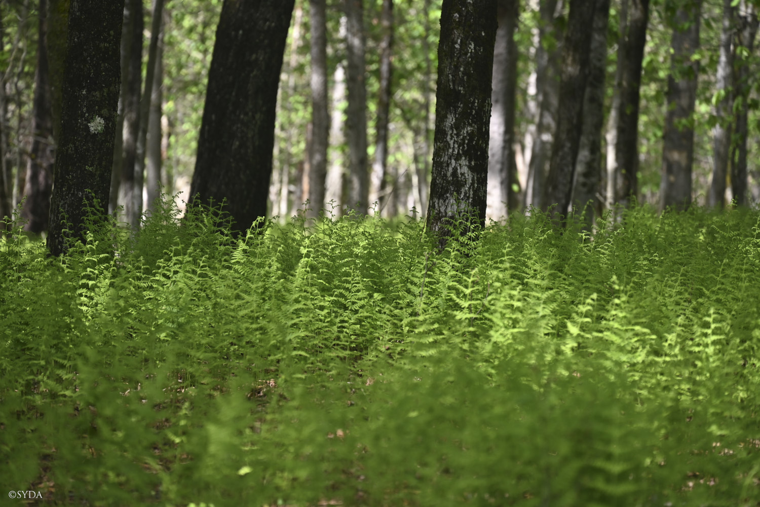 Nature Image