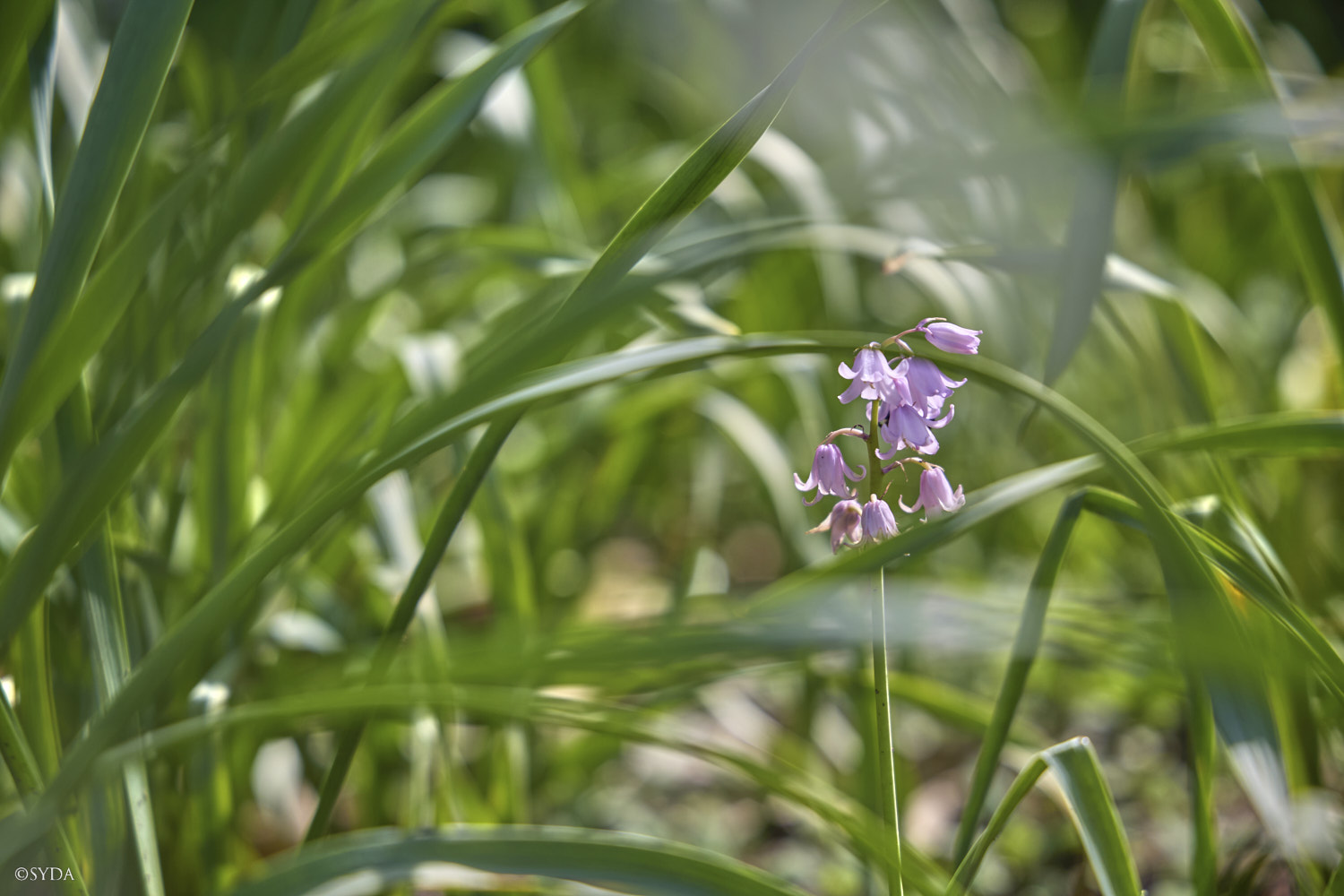 Nature Image