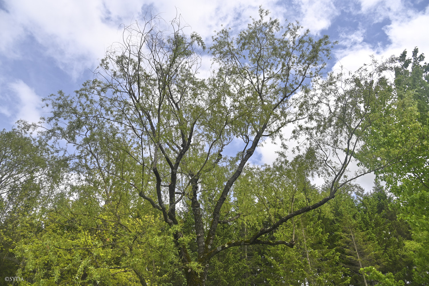 Nature Image
