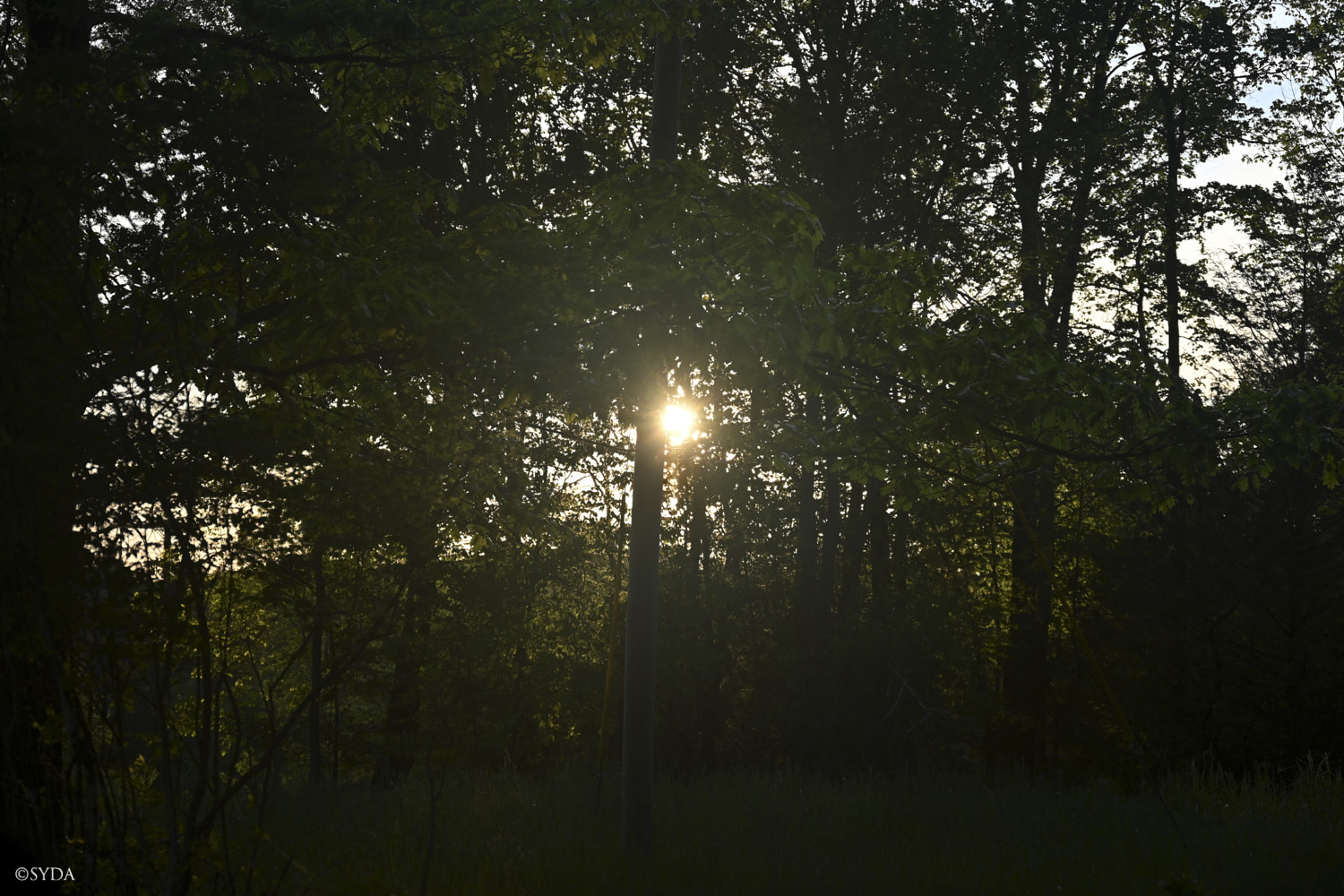 Nature Image