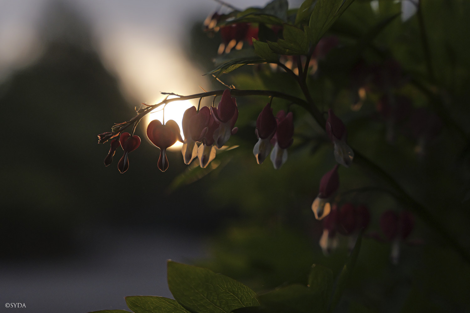 Nature Image