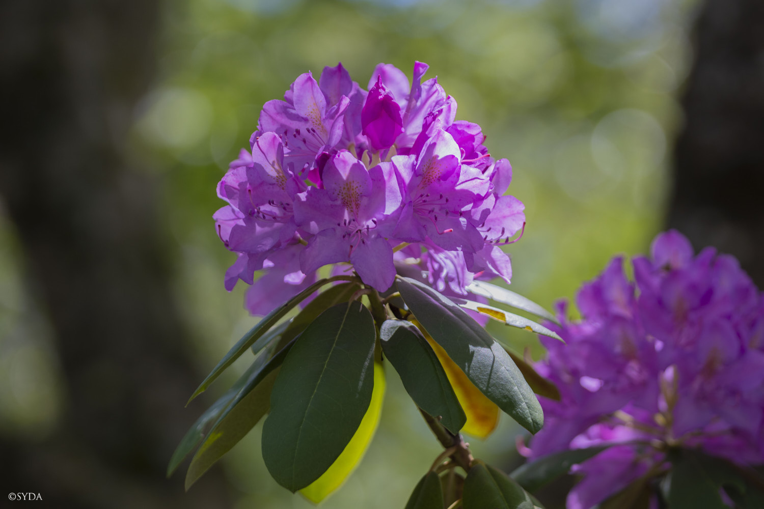 Nature Image