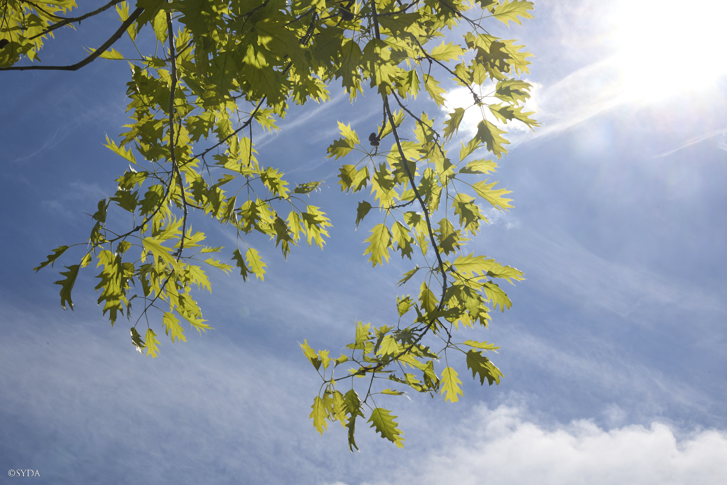 Nature Image