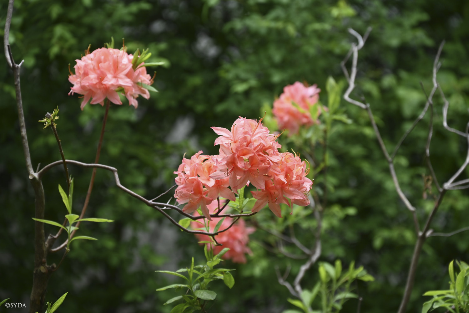 Nature Image