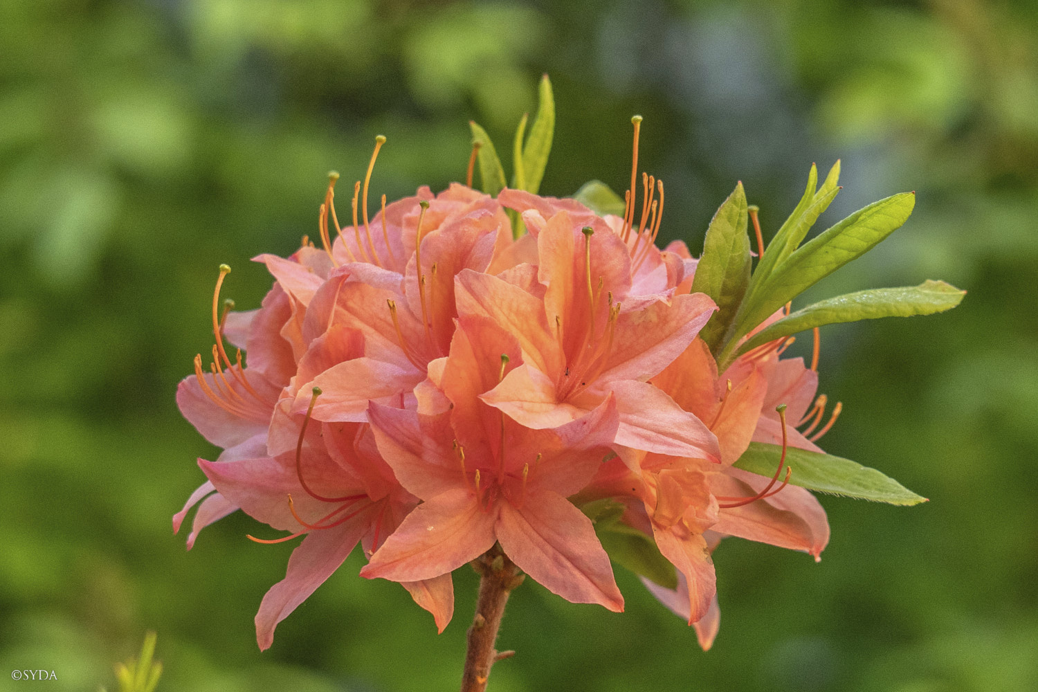 Nature Image
