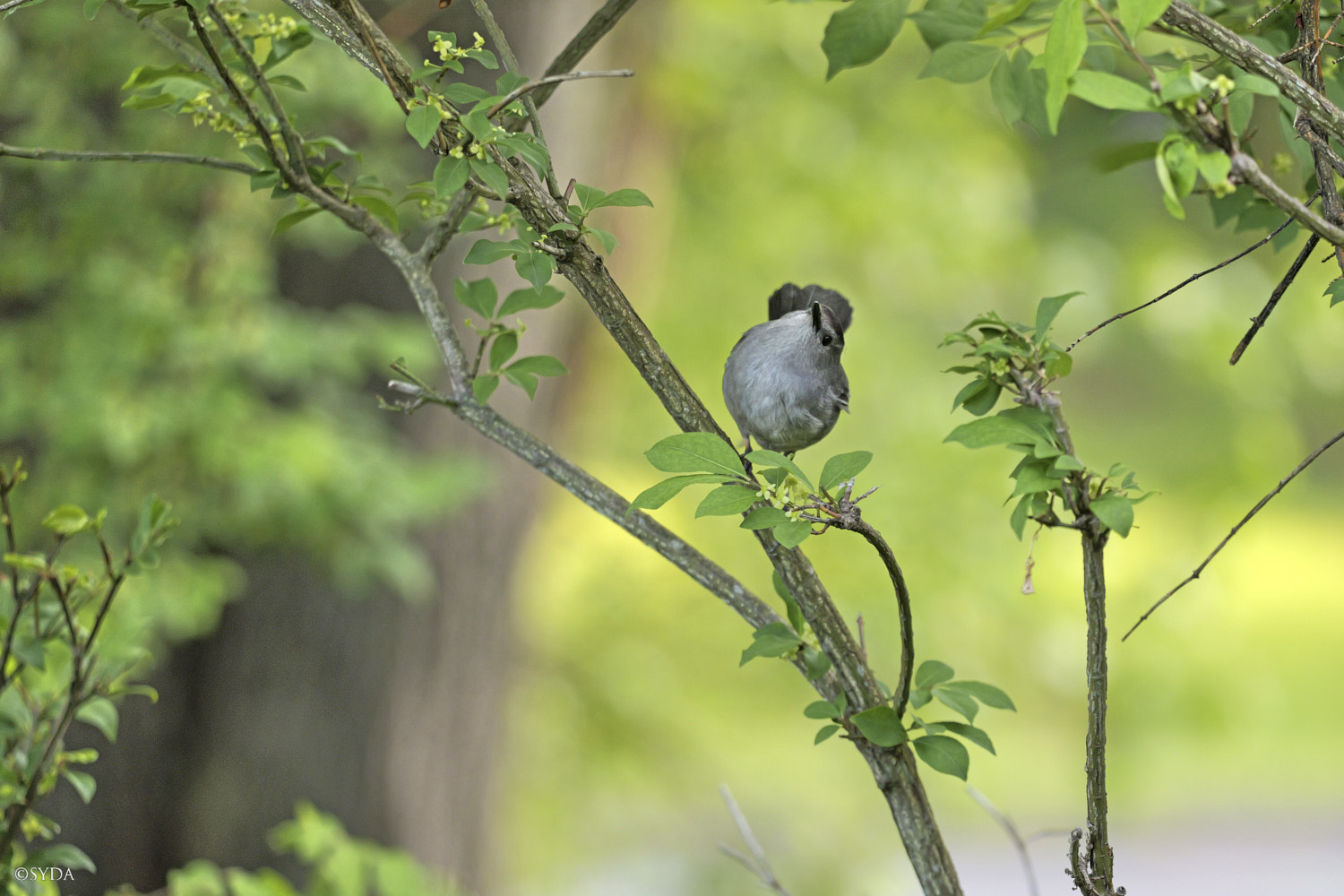 Nature Image